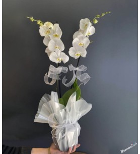 çiftli beyaz orkide 