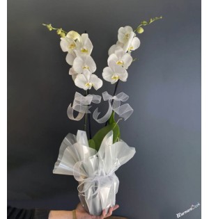 çiftli beyaz orkide 