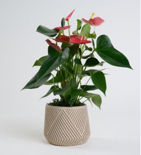 desenli saksıda antoryum 