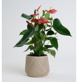 desenli saksıda antoryum 