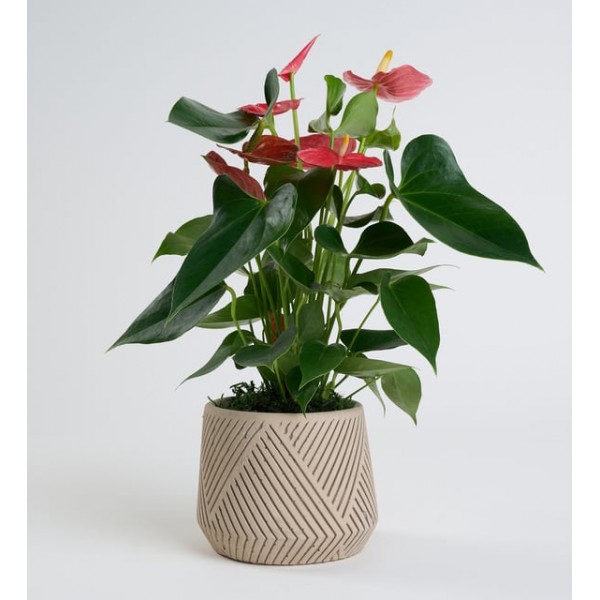 desenli saksıda antoryum 